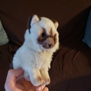 Meet your Posher, Adam